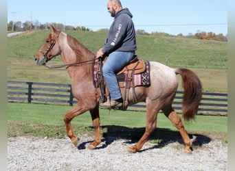 Tennessee Walking Horse, Wallach, 14 Jahre, Roan-Red