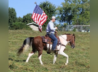 Tennessee Walking Horse, Wallach, 14 Jahre, Tobiano-alle-Farben