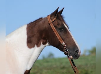 Tennessee Walking Horse, Wallach, 14 Jahre, Tobiano-alle-Farben