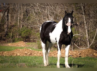 Tennessee Walking Horse, Wallach, 15 Jahre, 150 cm, Rappe