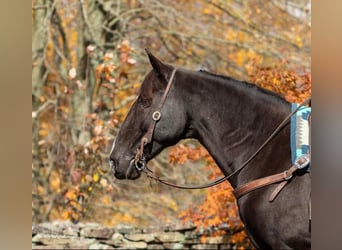 Tennessee Walking Horse, Wallach, 15 Jahre, 150 cm, Rappe