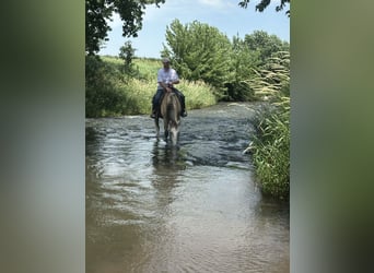 Tennessee Walking Horse, Wallach, 15 Jahre, 152 cm, Buckskin