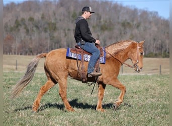 Tennessee Walking Horse, Wallach, 15 Jahre, 152 cm, Palomino