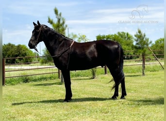 Tennessee Walking Horse, Wallach, 15 Jahre, 152 cm, Rappe