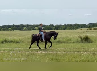 Tennessee Walking Horse, Wallach, 15 Jahre, 152 cm, Rappe