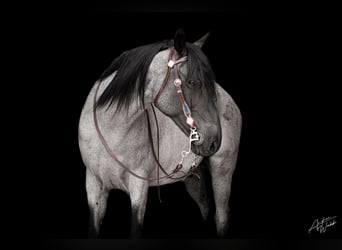 Tennessee Walking Horse, Wallach, 15 Jahre, 155 cm, Roan-Blue