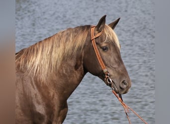 Tennessee Walking Horse, Wallach, 15 Jahre, 163 cm, Brauner