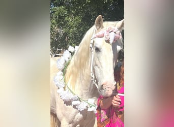 Tennessee Walking Horse, Wallach, 15 Jahre, 163 cm, White