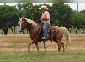 Tennessee Walking Horse, Wallach, 16 Jahre, 152 cm, Palomino