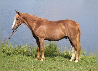 Tennessee Walking Horse, Wallach, 16 Jahre, 152 cm, Rotfuchs