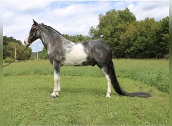 Tennessee Walking Horse, Wallach, 16 Jahre, 152 cm, Sabino