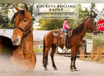 Tennessee Walking Horse, Wallach, 16 Jahre, 160 cm, Rotbrauner