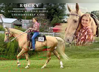 Tennessee Walking Horse, Wallach, 16 Jahre, Palomino