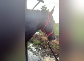 Tennessee Walking Horse Mix, Wallach, 20 Jahre, 163 cm, Brauner