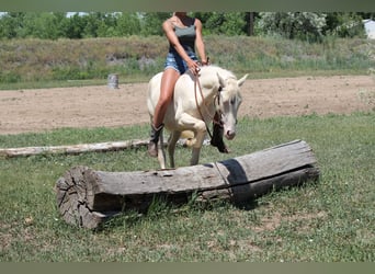 Tennessee Walking Horse, Wallach, 2 Jahre, 147 cm, Cremello