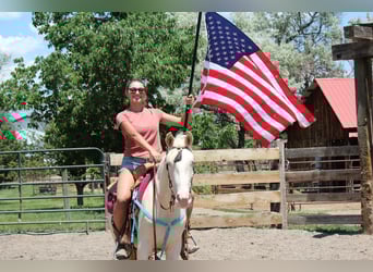 Tennessee Walking Horse, Wallach, 2 Jahre, 147 cm, Cremello