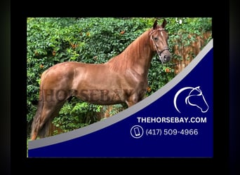 Tennessee Walking Horse, Wallach, 2 Jahre, 152 cm, Dunkelfuchs