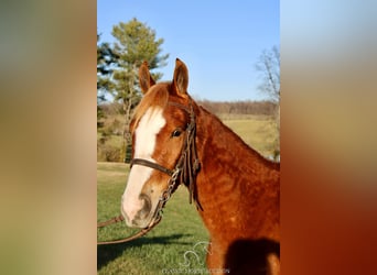 Tennessee Walking Horse, Wallach, 3 Jahre, 132 cm, Rotfuchs