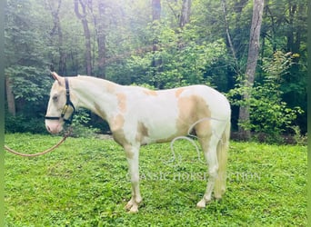 Tennessee Walking Horse, Wallach, 3 Jahre, 142 cm, Palomino