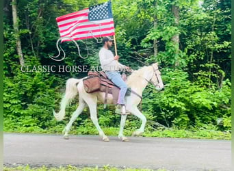 Tennessee Walking Horse, Wallach, 3 Jahre, 142 cm, Palomino