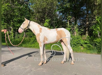 Tennessee Walking Horse, Wallach, 3 Jahre, 142 cm, Palomino