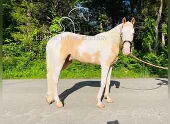 Tennessee Walking Horse, Wallach, 3 Jahre, 142 cm, Palomino