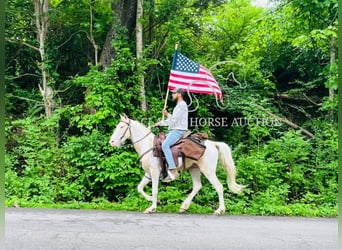 Tennessee Walking Horse, Wallach, 3 Jahre, 142 cm, Palomino