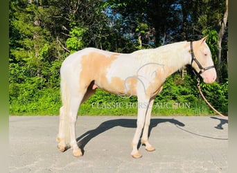 Tennessee Walking Horse, Wallach, 3 Jahre, 142 cm, Palomino