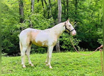 Tennessee Walking Horse, Wallach, 3 Jahre, 142 cm, Palomino