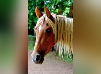 Tennessee Walking Horse, Wallach, 3 Jahre, 150 cm, Fuchs