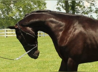 Tennessee Walking Horse, Wallach, 3 Jahre, 152 cm, Rappe