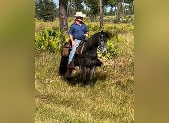 Tennessee Walking Horse, Wallach, 3 Jahre, 152 cm, Roan-Blue