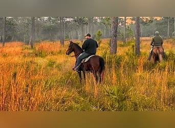 Tennessee Walking Horse, Wallach, 3 Jahre, 152 cm, Rotbrauner