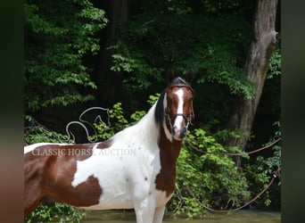 Tennessee Walking Horse, Wallach, 3 Jahre, 152 cm, Rotbrauner