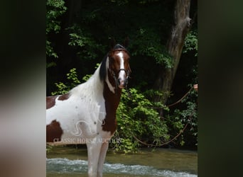 Tennessee Walking Horse, Wallach, 3 Jahre, 152 cm, Rotbrauner