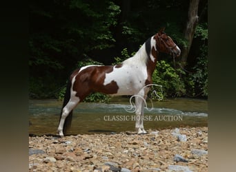 Tennessee Walking Horse, Wallach, 3 Jahre, 152 cm, Rotbrauner