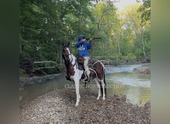 Tennessee Walking Horse, Wallach, 3 Jahre, 152 cm, Rotbrauner