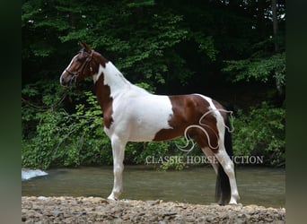 Tennessee Walking Horse, Wallach, 3 Jahre, 152 cm, Rotbrauner