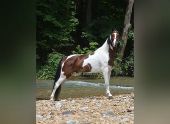 Tennessee Walking Horse, Wallach, 3 Jahre, 152 cm, Rotbrauner