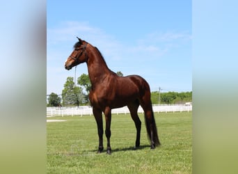 Tennessee Walking Horse, Wallach, 3 Jahre, 152 cm, Rotbrauner