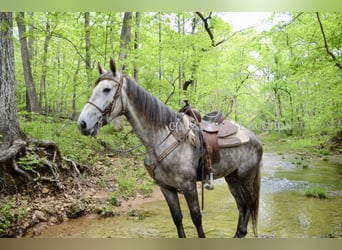 Tennessee Walking Horse, Wallach, 3 Jahre, 152 cm, Schimmel