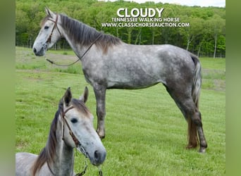 Tennessee Walking Horse, Wallach, 3 Jahre, 152 cm, Schimmel