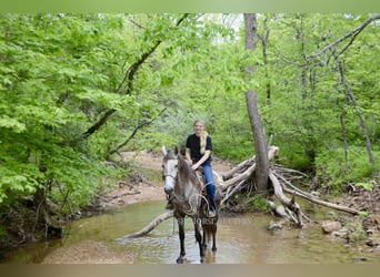 Tennessee Walking Horse, Wallach, 3 Jahre, 152 cm, Schimmel