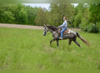 Tennessee Walking Horse, Wallach, 3 Jahre, 152 cm, Schimmel