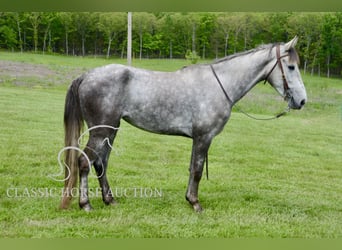 Tennessee Walking Horse, Wallach, 3 Jahre, 152 cm, Schimmel