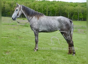 Tennessee Walking Horse, Wallach, 3 Jahre, 152 cm, Schimmel
