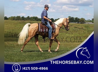 Tennessee Walking Horse, Wallach, 3 Jahre, 155 cm, Palomino