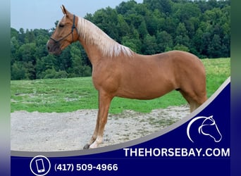 Tennessee Walking Horse, Wallach, 3 Jahre, 163 cm, Palomino