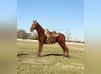 Tennessee Walking Horse, Wallach, 3 Jahre, 163 cm, Rotfuchs