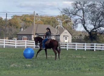 Tennessee Walking Horse, Wallach, 3 Jahre, 163 cm, Rotfuchs